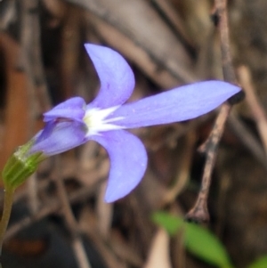 Lobelia simplicicaulis at Cotter River, ACT - 23 Feb 2021