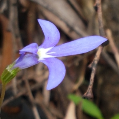 Lobelia simplicicaulis at Cotter River, ACT - 23 Feb 2021 by tpreston