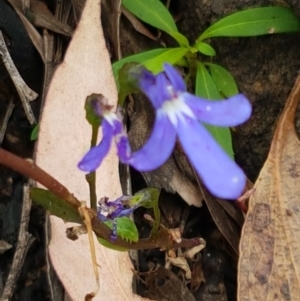 Lobelia simplicicaulis at Cotter River, ACT - 23 Feb 2021 11:24 AM