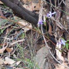 Lobelia simplicicaulis at Cotter River, ACT - 23 Feb 2021 11:24 AM