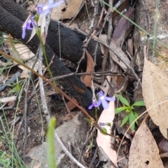 Lobelia simplicicaulis at Cotter River, ACT - 23 Feb 2021 11:24 AM