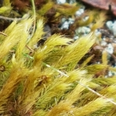 Breutelia (A moss) at Namadgi National Park - 23 Feb 2021 by tpreston