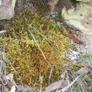 Breutelia at Corin Reservoir - 23 Feb 2021 11:19 AM