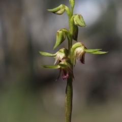 Corunastylis cornuta (Horned Midge Orchid) at MTR591 at Gundaroo - 22 Feb 2021 by MaartjeSevenster