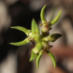 Corunastylis cornuta at Gundaroo, NSW - suppressed