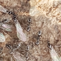 Anonychomyrma sp. (genus) (Black Cocktail Ant) at Cotter River, ACT - 23 Feb 2021 by tpreston