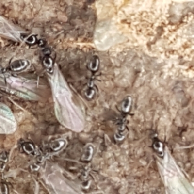 Anonychomyrma sp. (genus) (Black Cocktail Ant) at Namadgi National Park - 23 Feb 2021 by tpreston