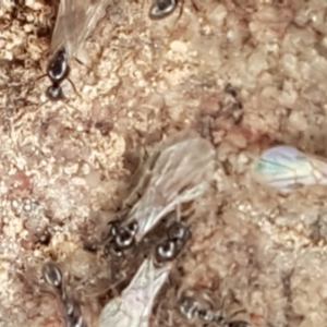 Anonychomyrma sp. (genus) at Corin Reservoir - 23 Feb 2021