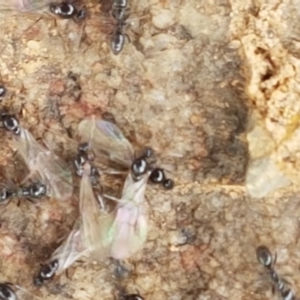 Anonychomyrma sp. (genus) at Corin Reservoir - 23 Feb 2021