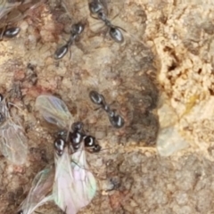 Anonychomyrma sp. (genus) at Corin Reservoir - 23 Feb 2021