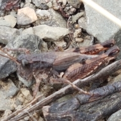 Phaulacridium vittatum (Wingless Grasshopper) at Cotter River, ACT - 23 Feb 2021 by tpreston