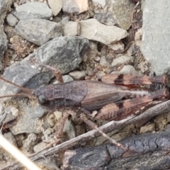 Phaulacridium vittatum at Namadgi National Park - 23 Feb 2021