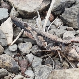 Pycnostictus seriatus at Cotter River, ACT - 23 Feb 2021