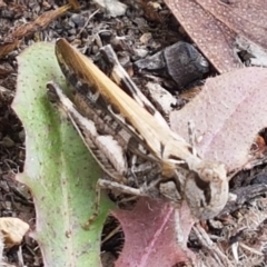 Austroicetes sp. (genus) (A grasshopper) at Namadgi National Park - 23 Feb 2021 by tpreston