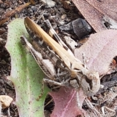 Austroicetes sp. (genus) (A grasshopper) at Cotter River, ACT - 23 Feb 2021 by tpreston