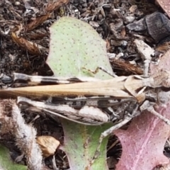 Austroicetes sp. (genus) at Namadgi National Park - 23 Feb 2021