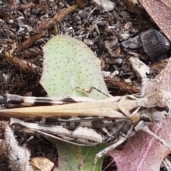 Austroicetes sp. (genus) at Namadgi National Park - 23 Feb 2021