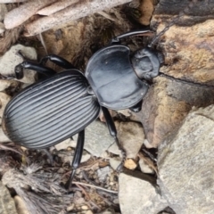 Cardiothorax monarensis (Darkling beetle) at Cotter River, ACT - 23 Feb 2021 by trevorpreston
