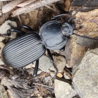 Cardiothorax monarensis (Darkling beetle) at Cotter River, ACT - 23 Feb 2021 by trevorpreston