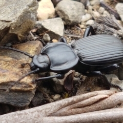 Cardiothorax monarensis at Cotter River, ACT - 23 Feb 2021 11:11 AM