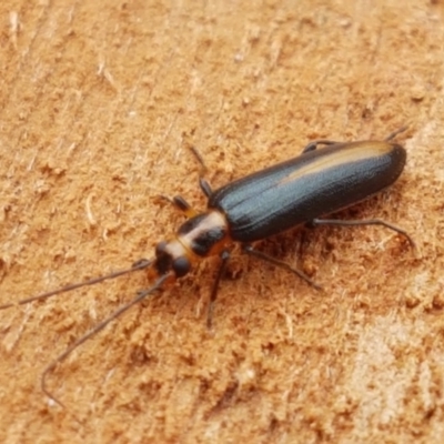 Copidita sp. (genus) (Oedemerid beetle) at Corin Reservoir - 23 Feb 2021 by tpreston