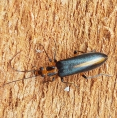 Copidita sp. (genus) at Cotter River, ACT - 23 Feb 2021