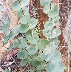 Veronica perfoliata (Digger's Speedwell) at Cotter River, ACT - 23 Feb 2021 by trevorpreston