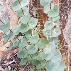 Veronica perfoliata (Digger's Speedwell) at Cotter River, ACT - 23 Feb 2021 by tpreston