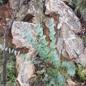 Veronica perfoliata at Cotter River, ACT - 23 Feb 2021 11:08 AM