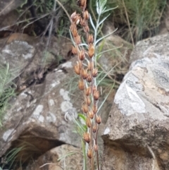 Veronica perfoliata at Cotter River, ACT - 23 Feb 2021