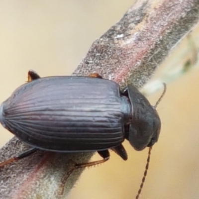 Harpalini sp. (tribe) (Harpaline carab beetle) at Cotter River, ACT - 23 Feb 2021 by tpreston