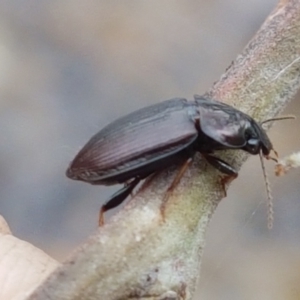 Harpalini sp. (tribe) at Corin Reservoir - 23 Feb 2021