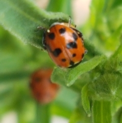 Hippodamia variegata (Spotted Amber Ladybird) at Cotter River, ACT - 23 Feb 2021 by tpreston