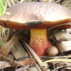 Boletus sp. at Cotter River, ACT - 23 Feb 2021 by trevorpreston