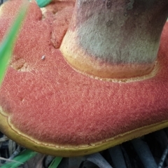 Boletus sp. at Cotter River, ACT - 23 Feb 2021 10:59 AM