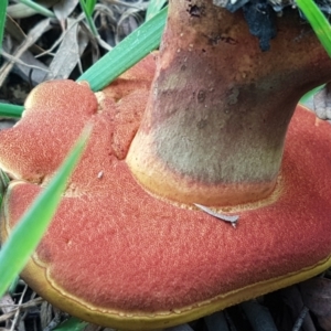 Boletus sp. at Cotter River, ACT - 23 Feb 2021