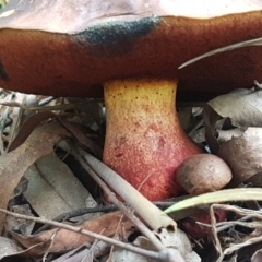 Boletus sp. at Cotter River, ACT - 23 Feb 2021