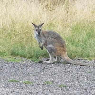 Notamacropus rufogriseus (Red-necked Wallaby) at Namadgi National Park - 22 Feb 2021 by tpreston