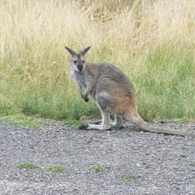 Notamacropus rufogriseus (Red-necked Wallaby) at Paddys River, ACT - 23 Feb 2021 by trevorpreston