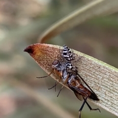 Unverified Spider at Murrumbateman, NSW - 23 Feb 2021 by SimoneC