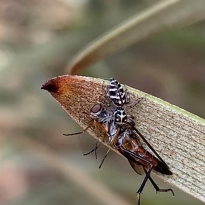 Unverified Spider at Murrumbateman, NSW - 23 Feb 2021 by SimoneC