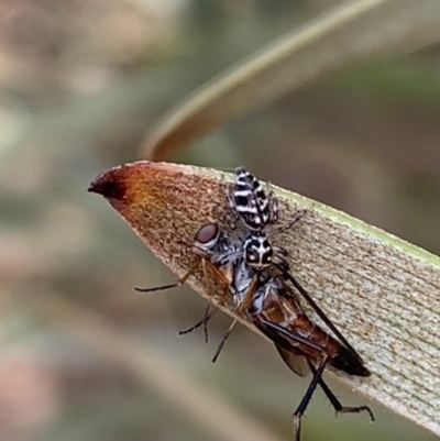 Unidentified Spider at Murrumbateman, NSW - 23 Feb 2021 by SimoneC