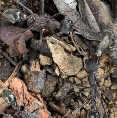 Myrmecia pyriformis (A Bull ant) at Murrumbateman, NSW - 23 Feb 2021 by SimoneC