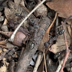 Myrmecia pyriformis at Murrumbateman, NSW - 23 Feb 2021