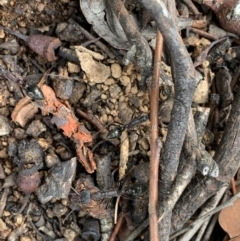 Myrmecia pyriformis at Murrumbateman, NSW - 23 Feb 2021