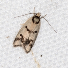 Compsotropha selenias (A Concealer moth) at Melba, ACT - 9 Feb 2021 by Bron