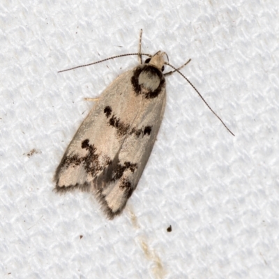Compsotropha selenias (A Concealer moth (Wingia group)) at Melba, ACT - 9 Feb 2021 by Bron
