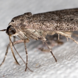 Heteromicta pachytera at Melba, ACT - 9 Feb 2021