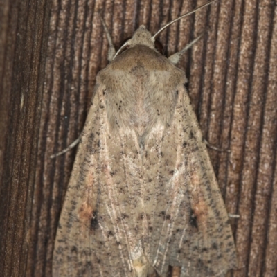 Mythimna (Pseudaletia) convecta (Common Armyworm) at Melba, ACT - 9 Feb 2021 by Bron