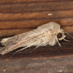 Mythimna (Pseudaletia) convecta at Melba, ACT - 9 Feb 2021 12:02 PM